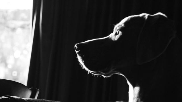 Пес сидел и смотрел на хозяев всю ночь не отрывая взгляд... смотреть онлайн