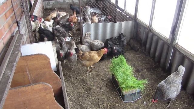 Влияние зелени пророщенной пшеницы на величину куриного яйца!