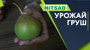 Когда НУЖНО Собирать Урожай Груш ✔️ Когда снимать груши с дерева ✔️ Советы садоводам От Хитсад ТВ