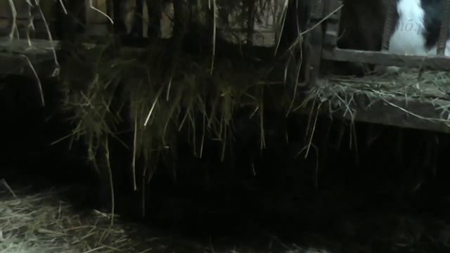 Наш козлятник. смотреть онлайн