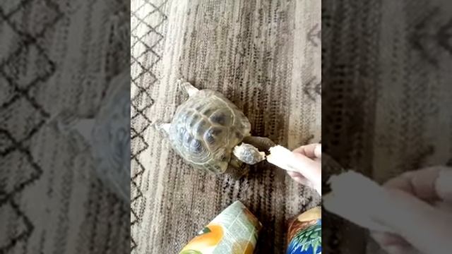 среднеазиатская черепаха ест банан