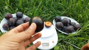 Алыча Генерал Cherry Plum General