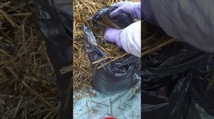 Мицелий!!!! забивка блока в ручную.300грам на мешок.