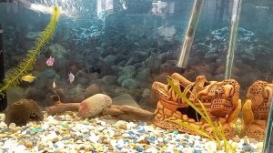 Погибают рыбки. Что делать?