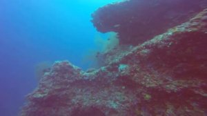 Maya Thila Ari Atoll - Rasdhoo 0671