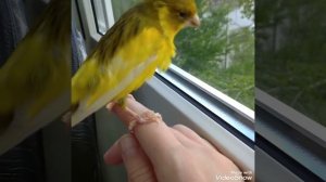 ручной кенар Тимон#кенар