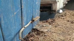 пчелы в лежаках