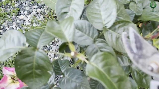 Обрезка отцветающих бутонов у чайно-гибридных роз. Питомник ? и ? Е. Иващенко смотреть онлайн