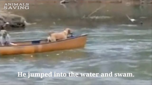 Вы только посмотрите как лабрадор спас лодку с двумя собаками❗ смотреть онлайн