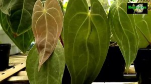 ANTHURIUM MAGNIFIKUM VERDE - Kuping Gajah Purba