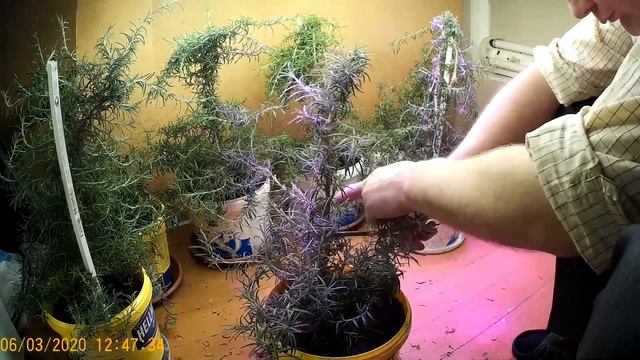 Вырастить розмарин часть 7 Grow Rosemary Part 7 смотреть онлайн