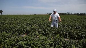 Перец Ариадни F1 (Ariadni F1) - новинка от Seminis