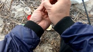 Ловля Плотвы Весной на Коромысло. Рыбалка на Сало с Чесноком