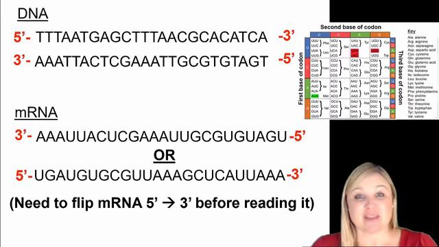 Transcription and Translation Practice Problems