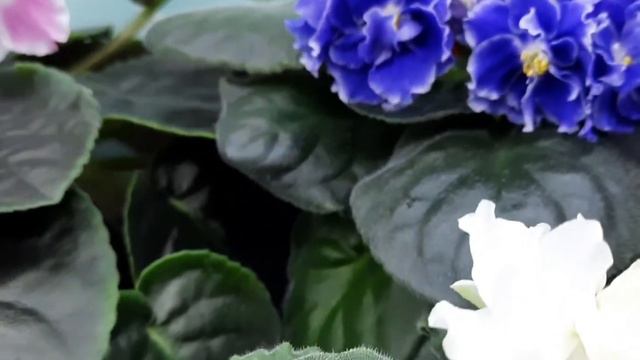 Лето дома! Прогулка по цветущему стелажу в январе! смотреть онлайн