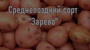 Рассыпчатая Картошка Сорта