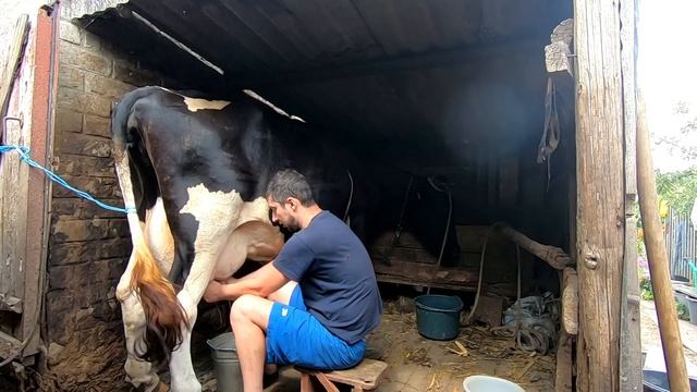 Как доить корову своими руками процесс доения ? Как получить больше молока от коровы ? Дойка вручну смотреть онлайн
