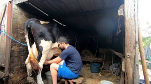 Как доить корову своими руками процесс доения ? Как получить больше молока от коровы ? Дойка вручну