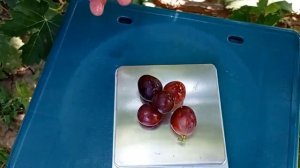 @Виноград ВЕЛЕТЕНЬ зреет  Виноградник Гергеля, г Полтава, 25 08 21