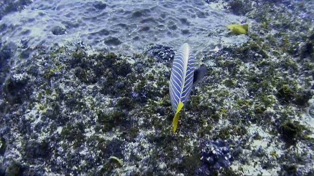Scuba Diving Aliwal Shoal South Africa Turtle, Potato Bass, Moray and Barracuda смотреть онлайн
