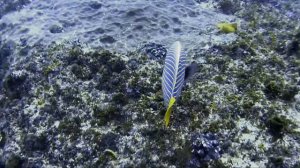 Scuba Diving Aliwal Shoal South Africa Turtle, Potato Bass, Moray and Barracuda