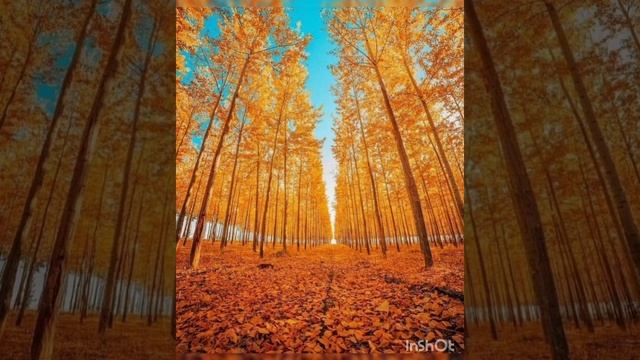 Праздник осени в детском саду смотреть онлайн