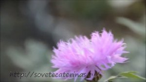 Василёк садовый розовый. Многолетнее растение