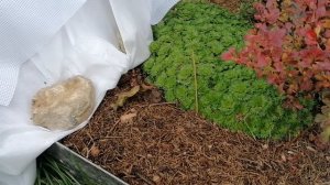 Беру в лесу хвойный опад поглубже - а там микориза!