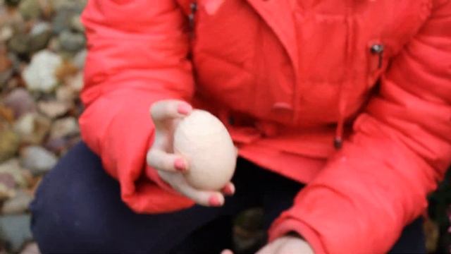 Курицы несут необычные яйца