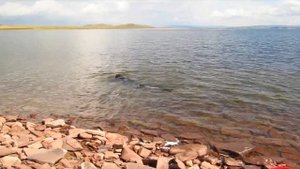 Рыбалка в Хакасии. Подводная охота на Сазана. Подводная съемка.
