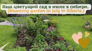 Наш цветущий сад в июле в сибири. (Blooming garden in July in Siberia.)?