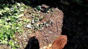 Как вылечить понос у ягнят, козлят.