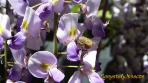 Api - Bees #1 ( Glicine - Wisteria ) (: Honey - Macro - Minuscule - Insect :)