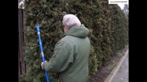 Как обвязать высокие ТУИ и др. ХВОЙНЫЕ от МОКРОГО  СНЕГА. Простой способ без лишних усилий и затрат