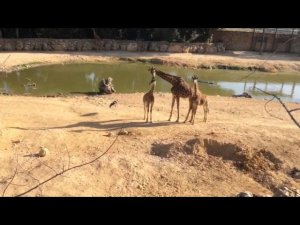 Animal reaction to my harmonica playing. Реакция животных на мою игру на губной гармошке