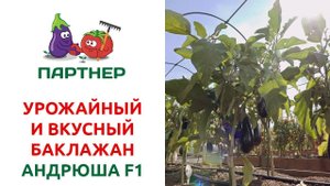 УРОЖАЙНЫЙ И ВКУСНЫЙ БАКЛАЖАН АНДРЮША F1