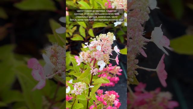 Гортензия метельчатая "ДВППинки" ("Пинки Винки")
Hydrangea paniculata 'DVPPinky' ('Pinky Winky')