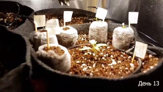 Рассада острого перца, горькая судьба Халопеньо и сладкая жизнь Черри. (3 недели) смотреть онлайн