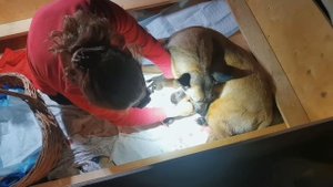 Рождение щенков малинуа. Первые роды у собаки.