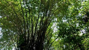 На плотах. Провинция Краби