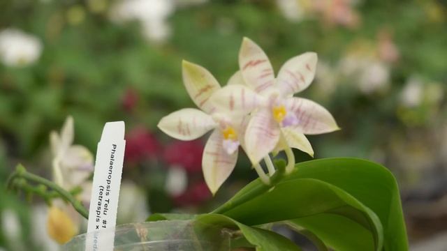 POM Orchids невероятные орхидеи