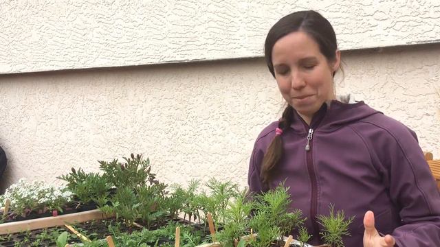 May Seedling Tour - There's way too many seedlings! смотреть онлайн