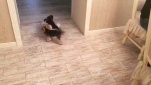 Активный Бивер Йорк играет. Собаки играют.