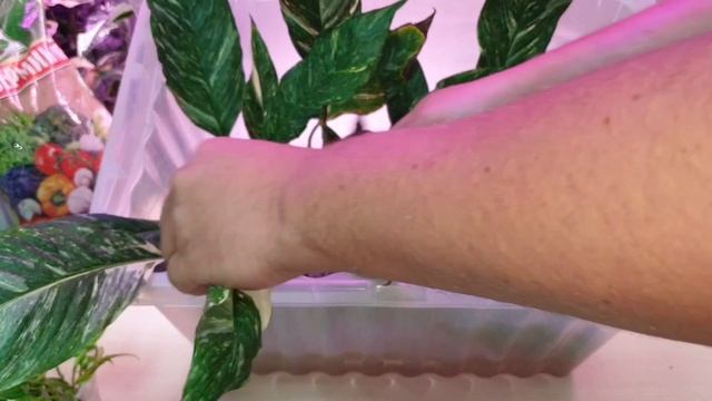 как укоренить спатифиллум. смотреть онлайн