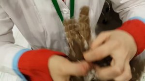Осмотр мохноногого сыча Чучундрия ветеринаром-орнитологом Марией Маркиной