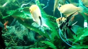 НЕРЕСТ СКАЛЯРИИ КОИ...