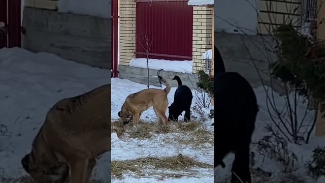 Приучаем щенков ходить в туалет на улице (солома из вольера на которую они писали и какали).