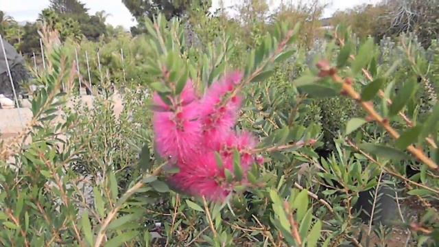 Callistemon citrinus 'Jeffersii' aka Purple Bottlebrush смотреть онлайн