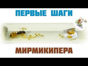 Как ухаживать за муравьями ● Camponotus turkestanus
