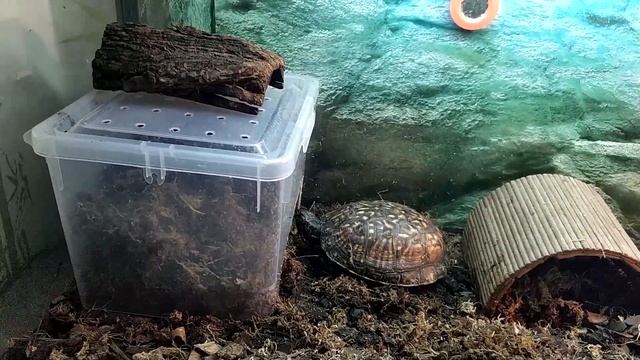 Влажная камера в террариуме черепах смотреть онлайн